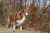 BORDER COLLIE 036